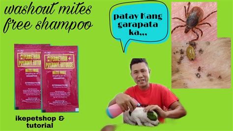 Pamatay ng Garapata: Paano Matanggal Ang .